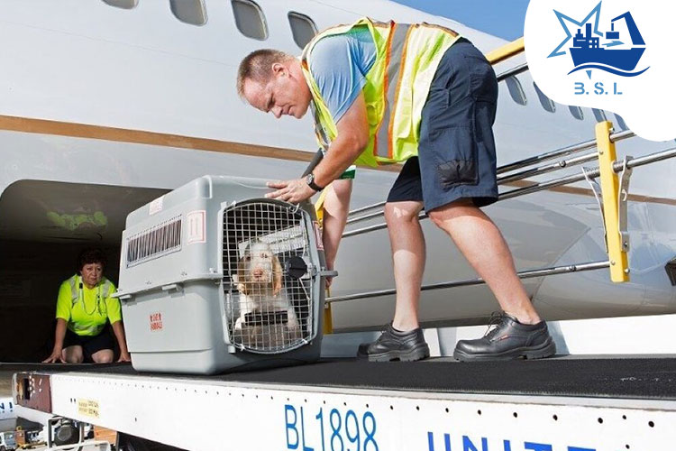 شرایط حمل حیوانات با هواپیما