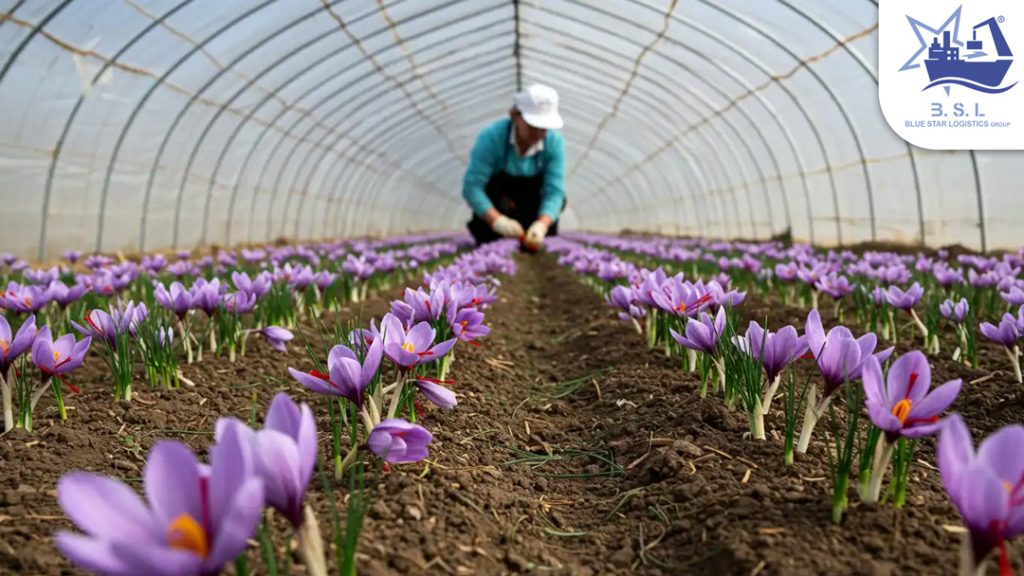 bsl saffron export steps pic